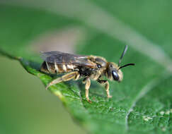 Image de Halictus tumulorum (Linnaeus 1758)