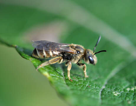 Image of Halictus tumulorum (Linnaeus 1758)