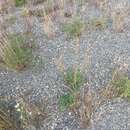 صورة <i>Artemisia <i>borealis</i></i> subsp. borealis