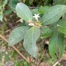 Image of largeflower woodvine