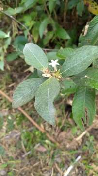 Image of largeflower woodvine