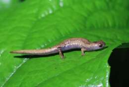 Image of Common Dwarf Salamander