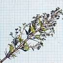 Слика од Amethystea caerulea L.