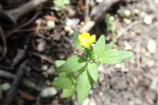 Image of Hemimeris racemosa (Houtt.) Merrill