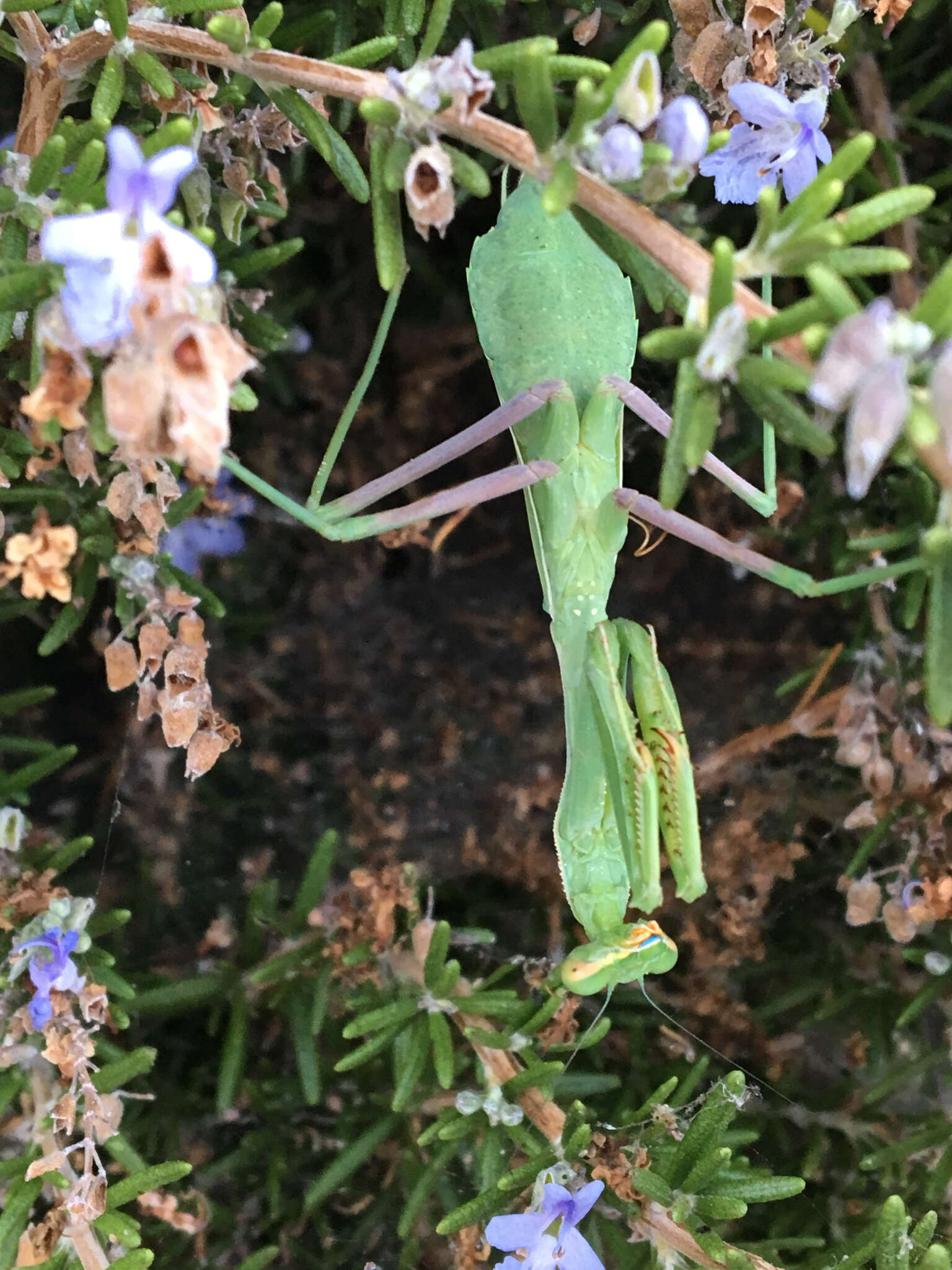 Image de Stagmomantis limbata Hahn 1835