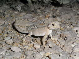 Image of Carter’s Semaphore Gecko