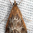 Image of Fulvous-edged Pyrausta Moth