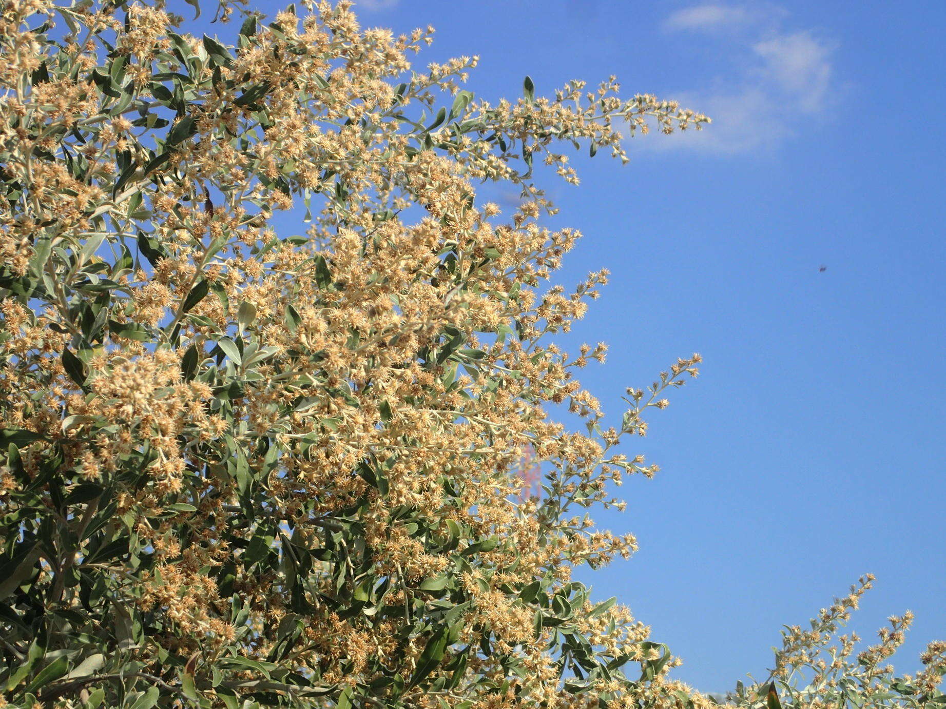 Image of Camphor bush