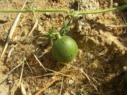 Image of Cucumis melo var. agrestis Naudin