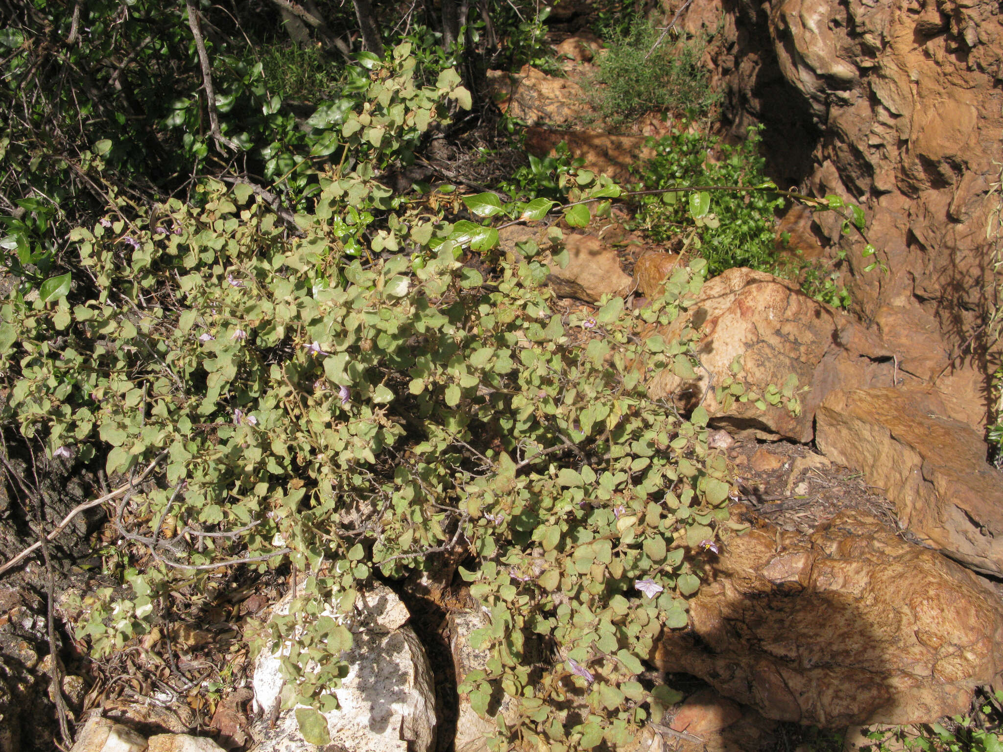 Image of Solanum guineense