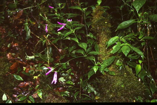 Imagem de Dicliptera iopus Lindau