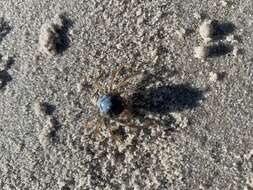 Image of Light-blue Soldier Crab