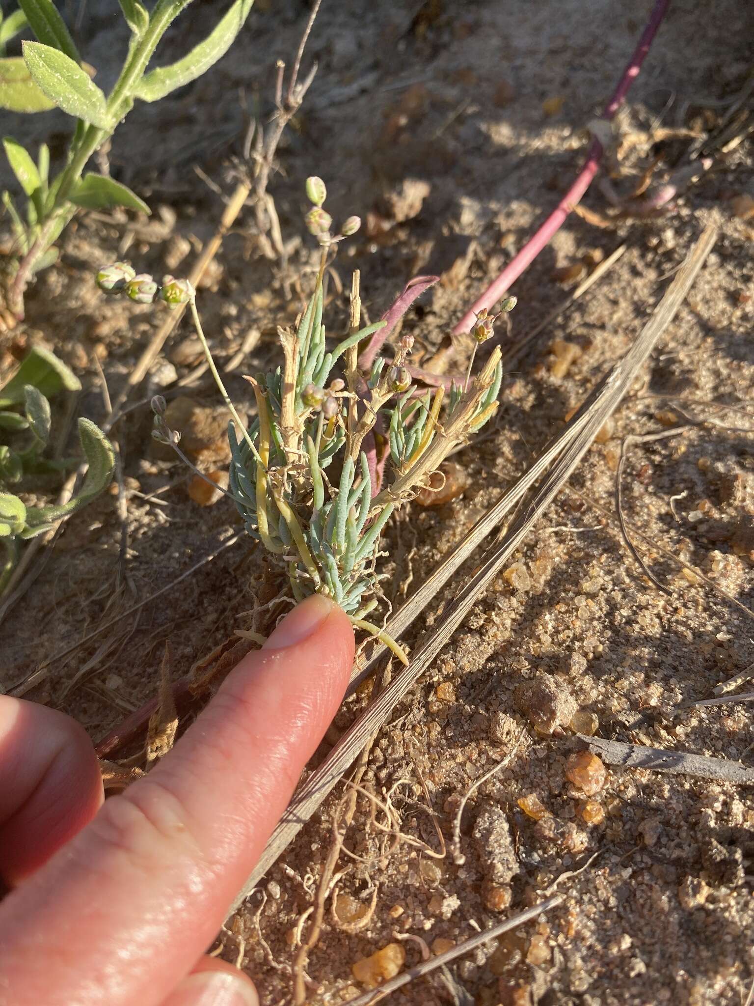 Image of Kewa bowkeriana (Sond.) Christenhusz et al.