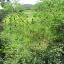 Image of <i>Mimosa acantholoba</i> var. <i>eurycarpa</i>