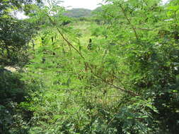 Image of <i>Mimosa acantholoba</i> var. <i>eurycarpa</i>