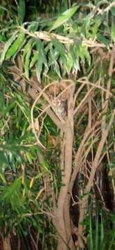 Image of Luzon Lowland Scops-owl