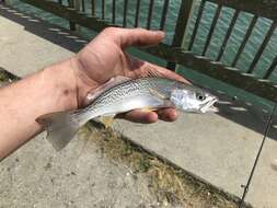 Image of Gray weakfish