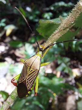 Image of Melucha lineatella (Fabricius 1803)