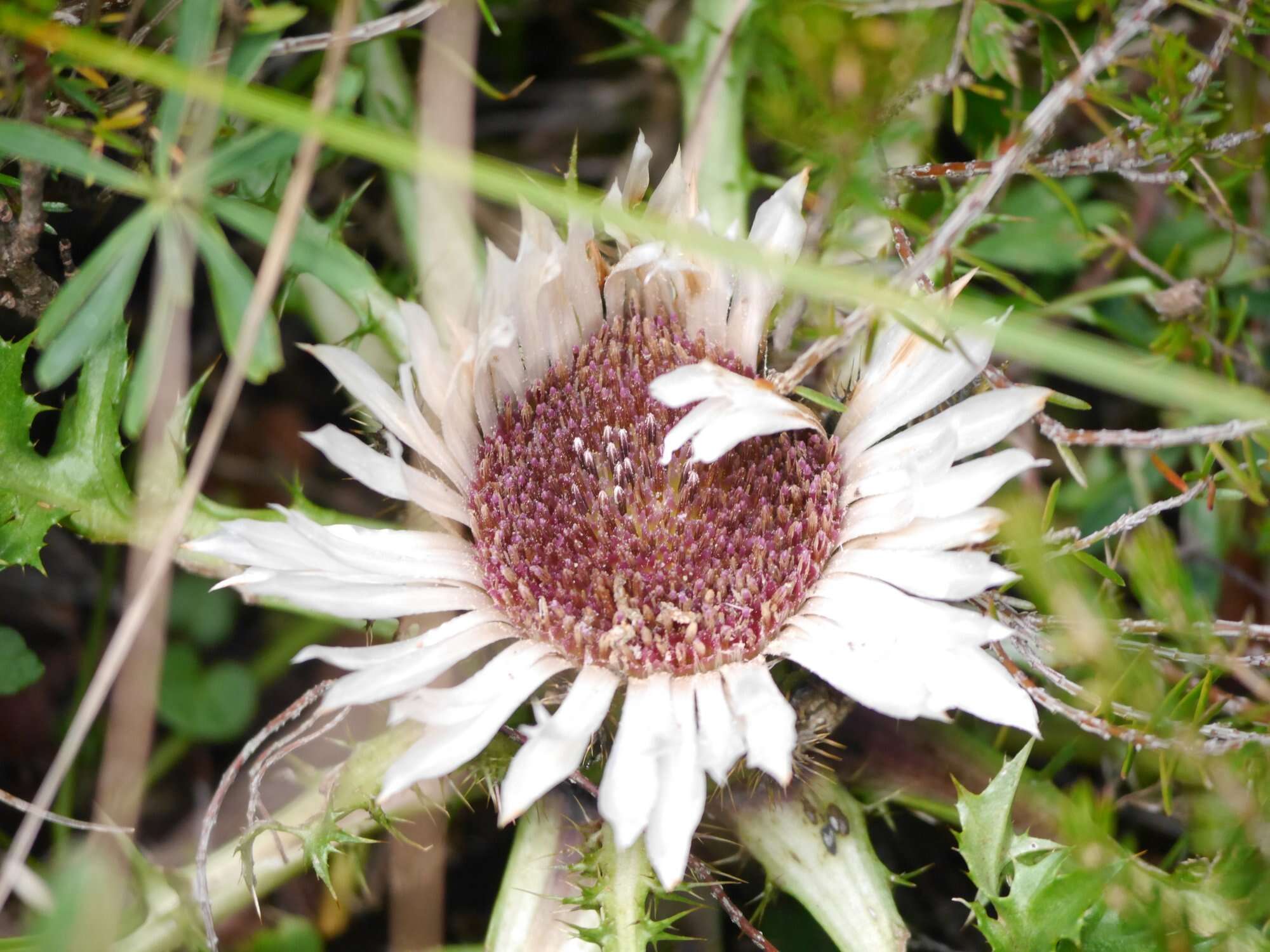 Image of Carlina acaulis L.