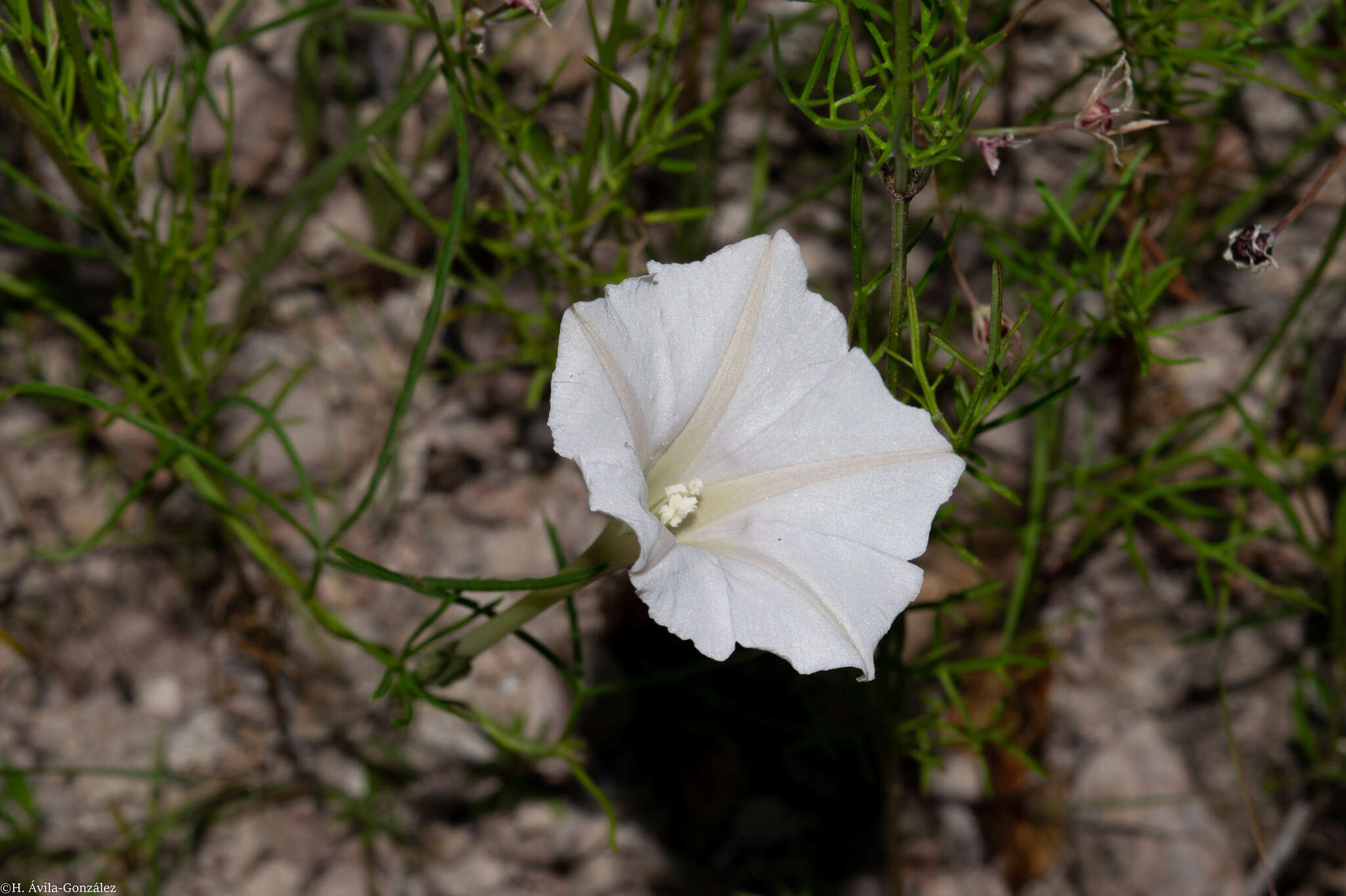 Image of spiderleaf