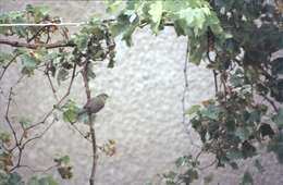 Image of Abyssinian White-eye