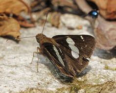 Image de Notocrypta feisthamelii alysos Moore 1865