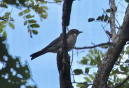 Image of White-eyed Thrush