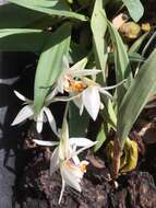 Plancia ëd Coelogyne punctulata Lindl.