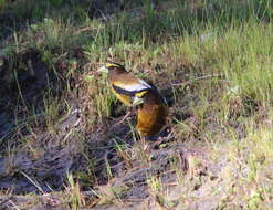 Coccothraustes vespertinus brooksi的圖片