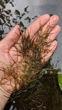 Image of leafy pondweed