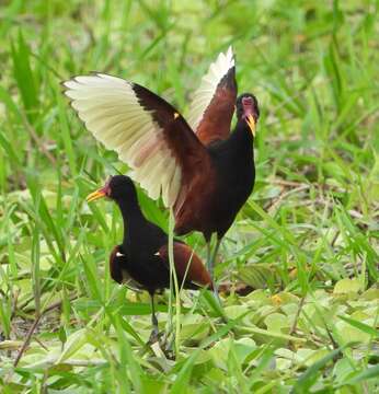 Image of Jacana jacana scapularis Chapman 1922