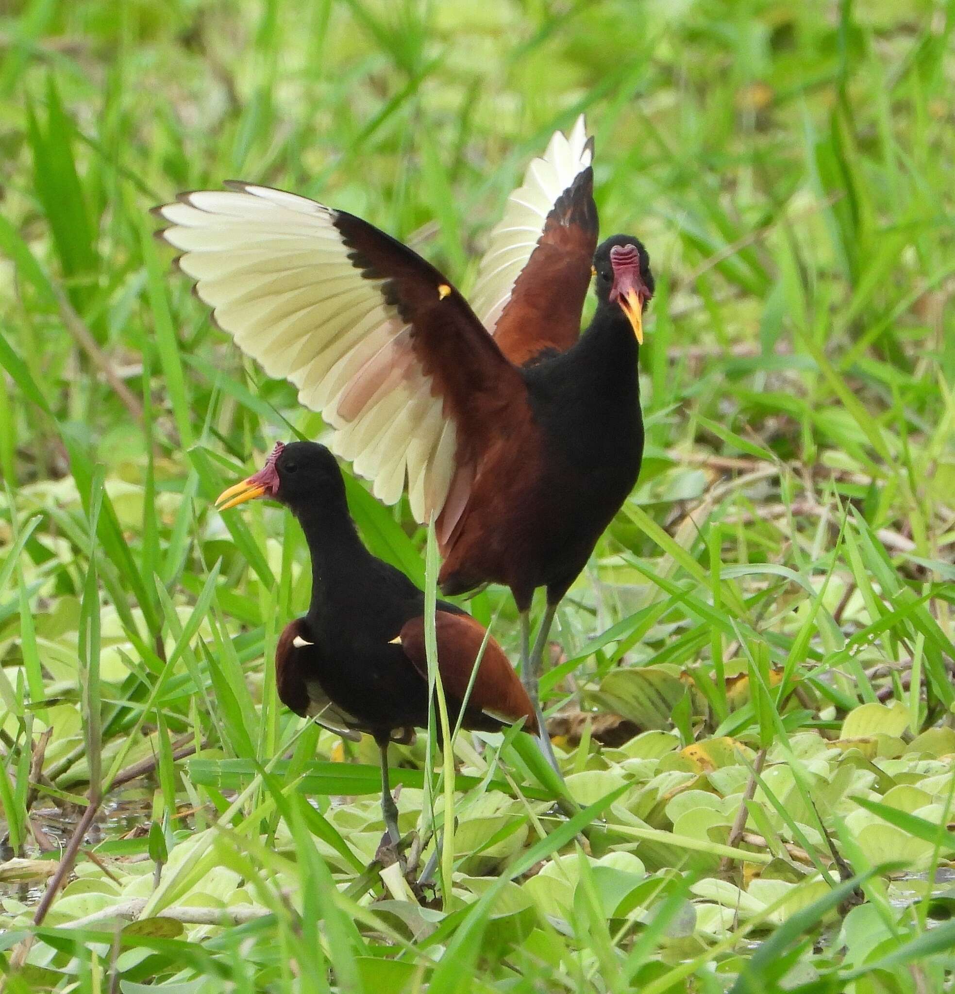 Imagem de Jacana jacana scapularis Chapman 1922