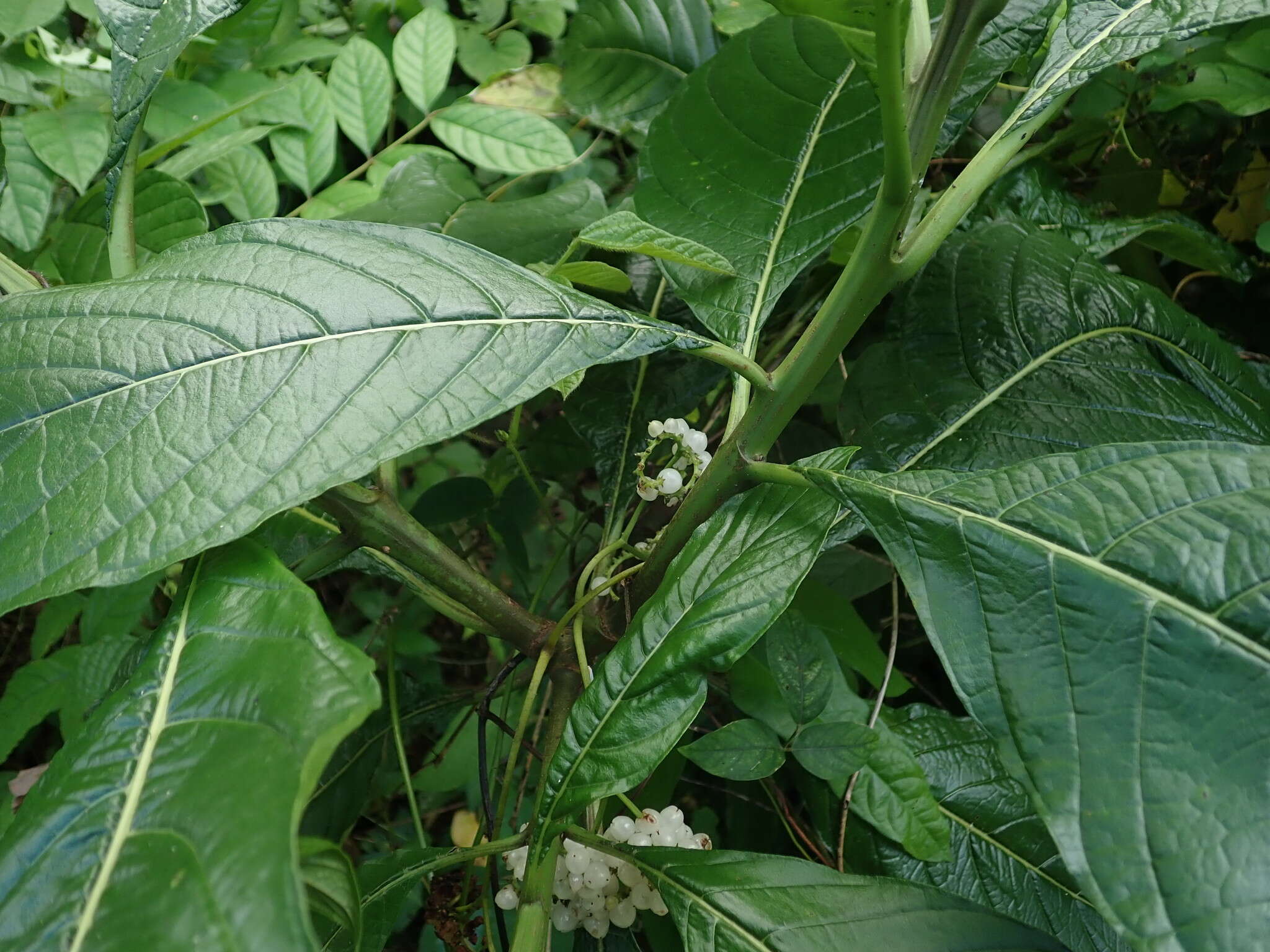 Imagem de Tournefortia filiflora Griseb.