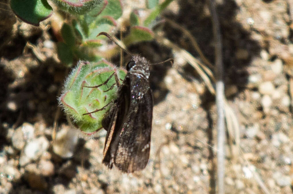 Image of Afranius Duskywing