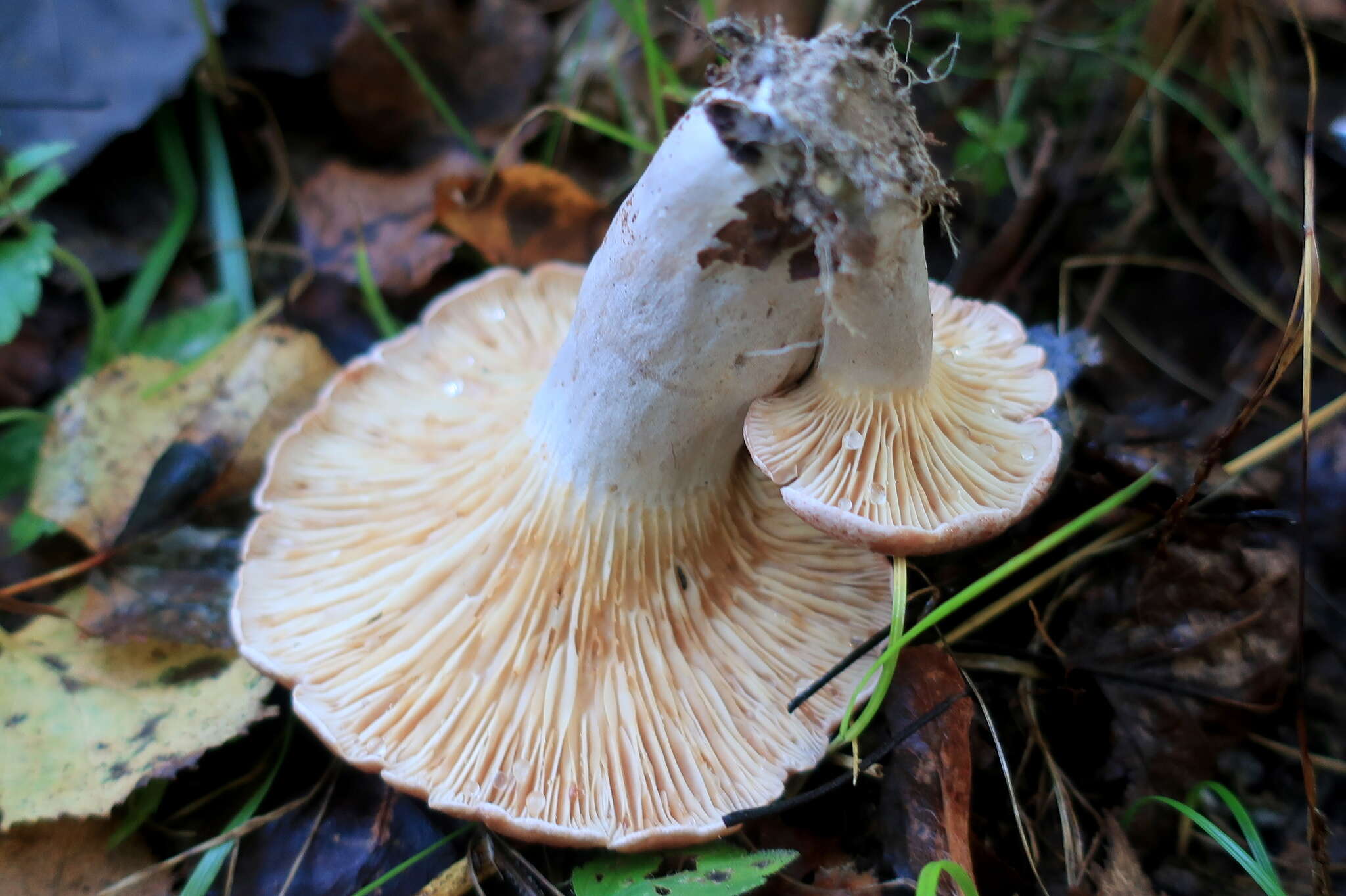 Image of Lactarius flexuosus (Pers.) Gray 1821