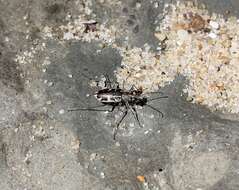 Image of Puritan Tiger Beetle