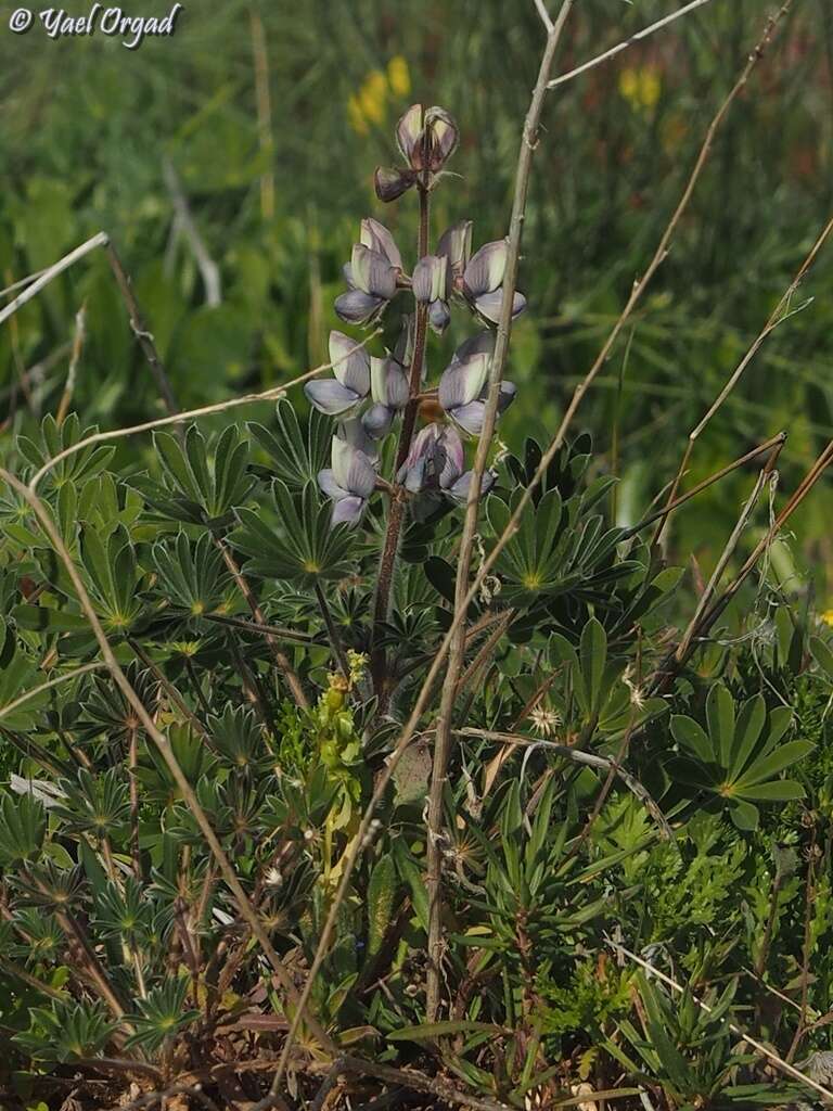 Image of Lupinus palaestinus Boiss.