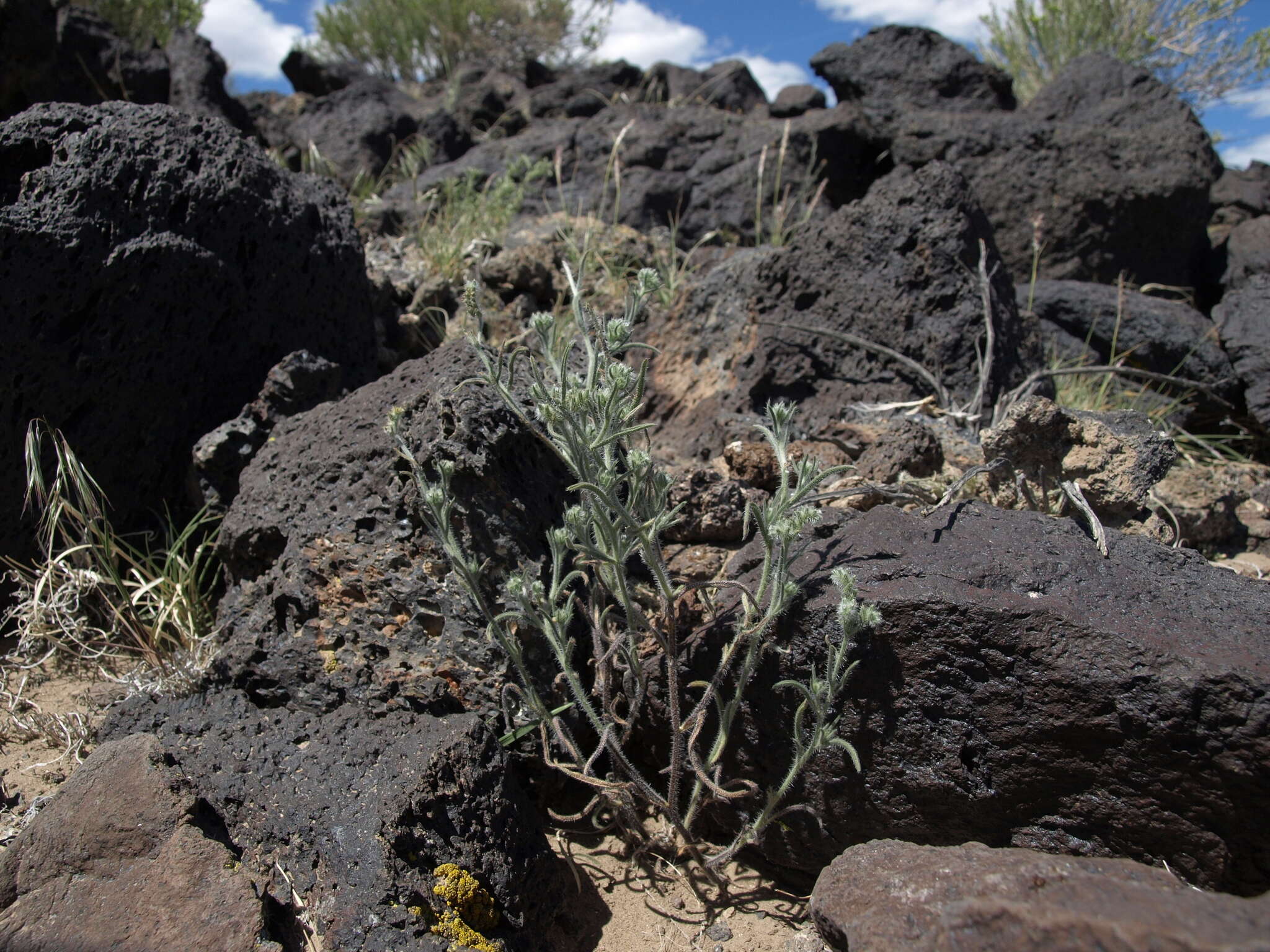 Sivun Cryptantha echinella Greene kuva