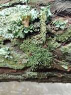 Слика од Usnea fragilescens Hav. ex Lynge