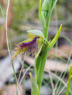 Calochilus therophilus D. L. Jones的圖片