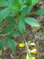 Image of ashleaf goldenbanner