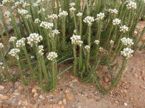 Image of Needle Everlasting