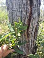 Angophora woodsiana F. M. Bailey的圖片