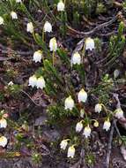 Image of white arctic mountain heather