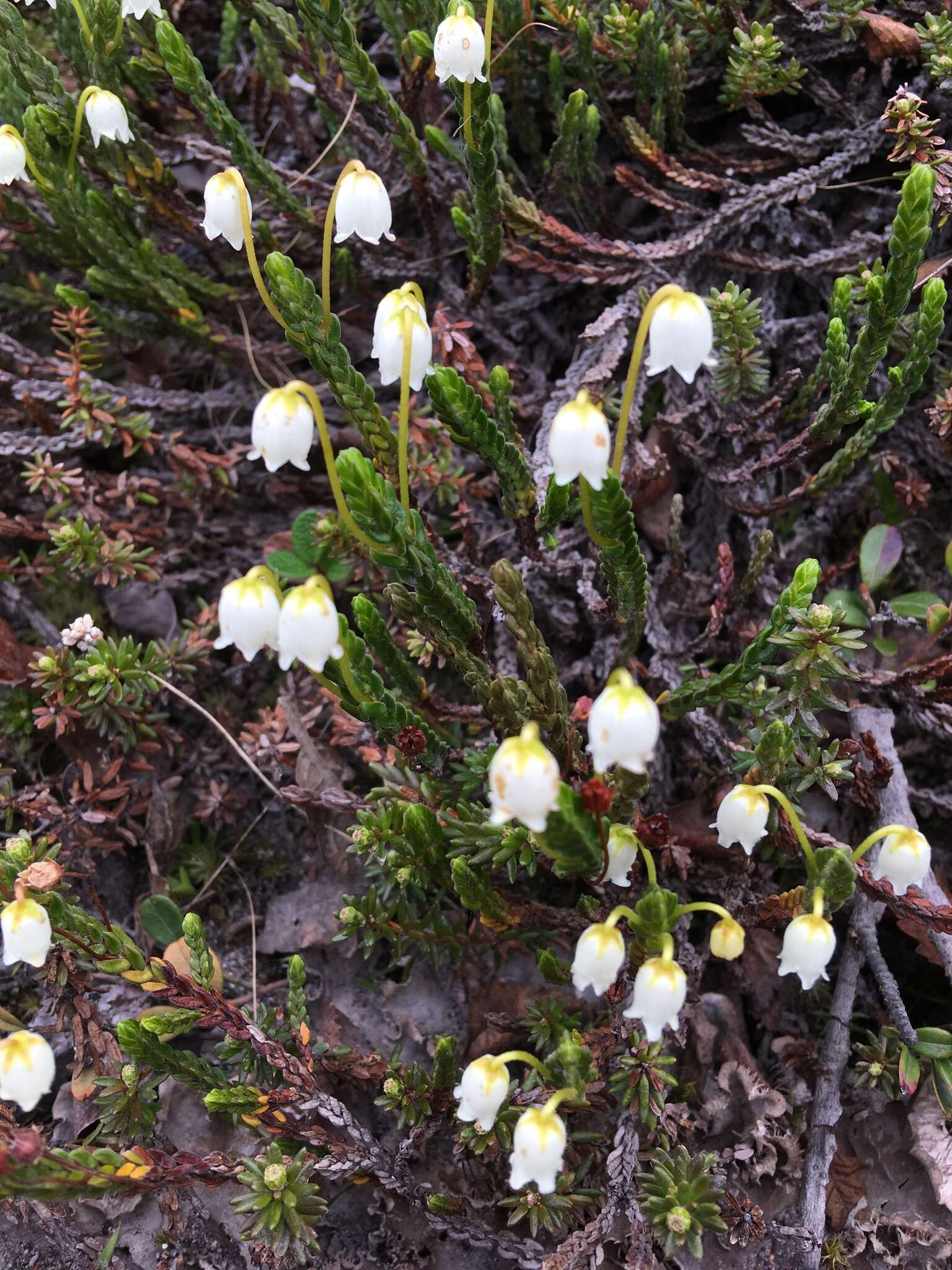 Image of white arctic mountain heather