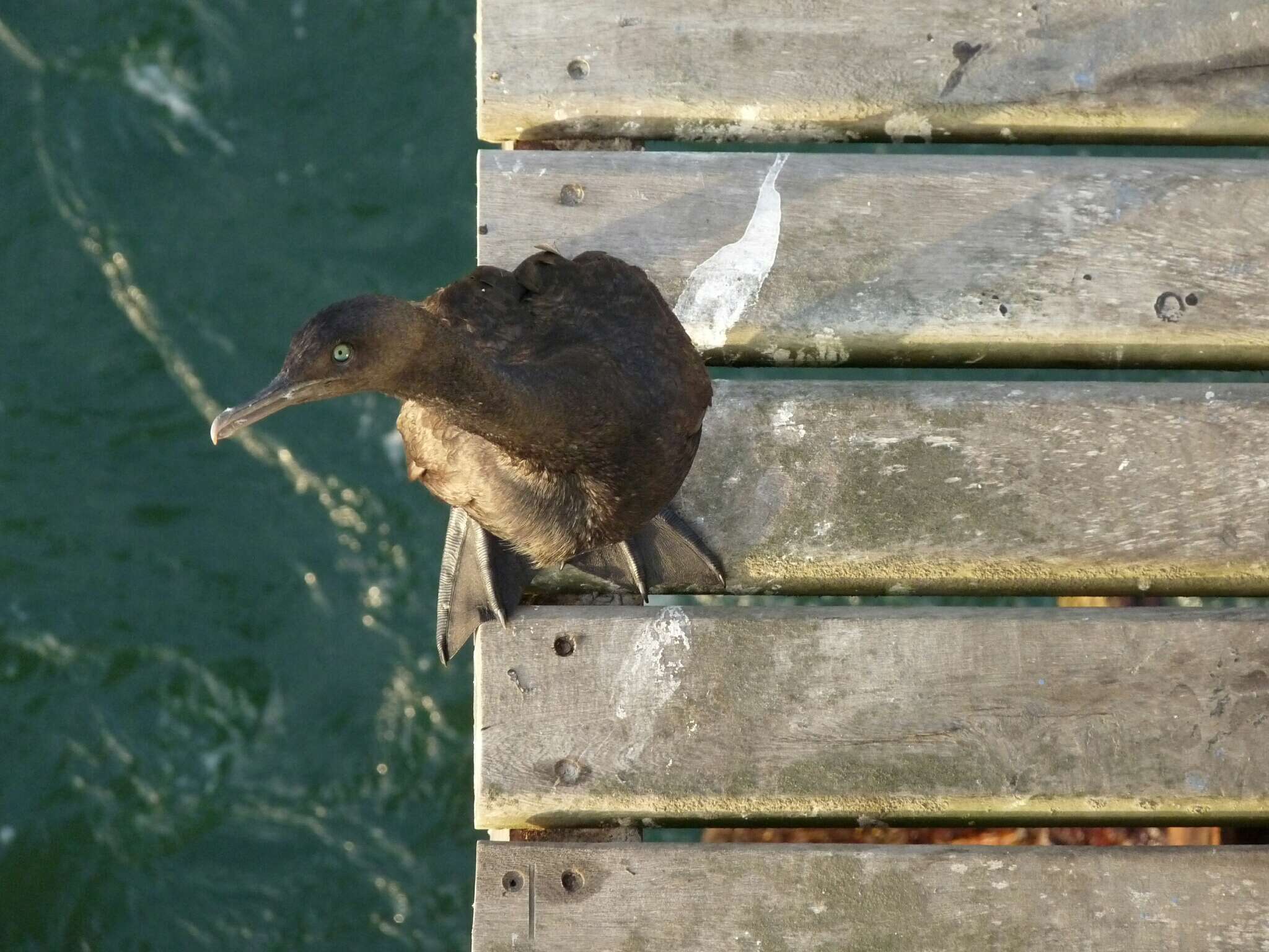 Image of Bank Cormorant