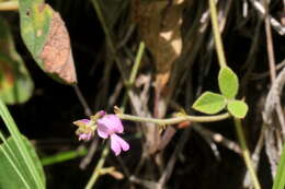 Image of Desmodium rhytidophyllum Benth.