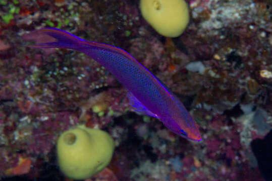 Image of Amethyst anthias