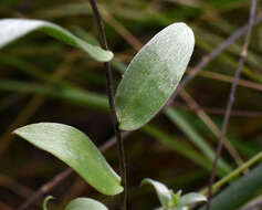 Image of western silver aster