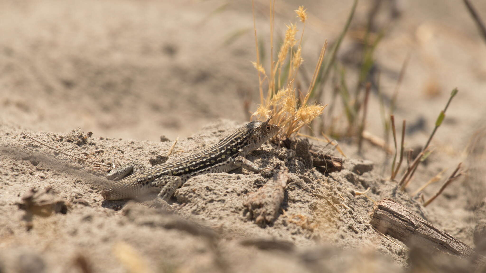 Image of Rapid Racerunner